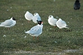 mediterranean gulls, gull-11